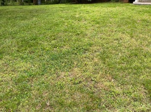 Bush Trimming by Dusty George for Ben M. in Richmond, VA