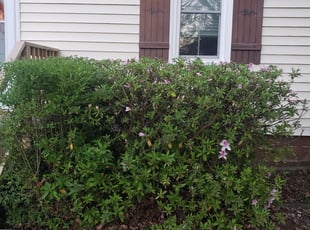 Bush Trimming by Mario Giallombardo for Jennifer S. in Williamsburg, VA