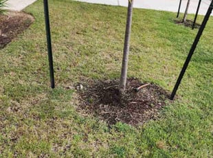 Weeding by Bryant Infante for Tonia R. in Round Rock, TX