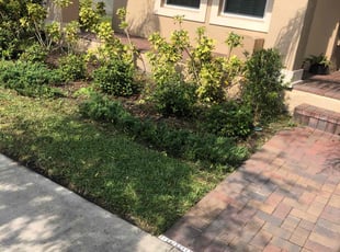 Bush Trimming by Genet Rena for Brian B. in Orlando, FL
