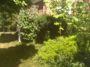 Bush Trimming by Pete Conley for Theresa S. in Akron, OH