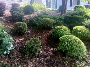 Bush Trimming by Enrique Juarez for Melissa O. in Woodstock, GA