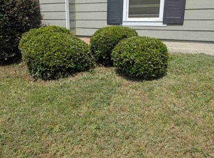 James D.'s Bush Trimming service result