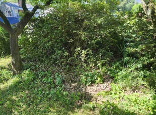 Bush Trimming by John Costner for Wendy A. in Gastonia, NC
