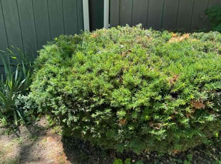 Bush Trimming by Carlos Jose Calzadilla Lincon for Timothy P. in Columbia City, IN