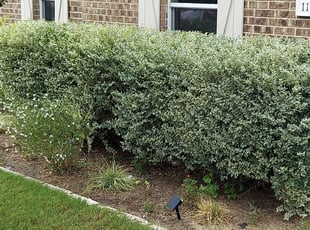 Bush Trimming by Rene Gabriel Ramirez for Muzaffer C. in Pflugerville, TX