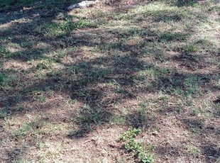 Leaf Removal by Paul Ney for Coralis R. in Holiday, FL