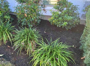 Weeding by Briana Rivera for Heath C. in Richmond, TX