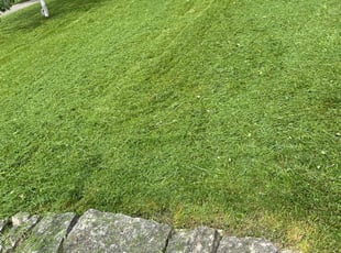 Freda G.'s Lawn Service service result