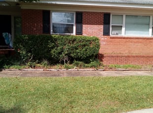 Bush Trimming by Katia Montalvo_ Coffie for Bree W. in Tallahassee, FL