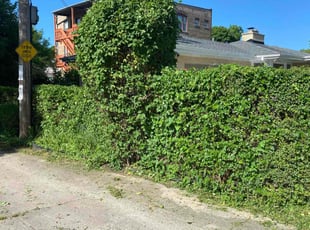Bush Trimming by Rubin Dean for Andrea D. in Chicago, IL