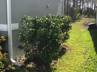 Bush Trimming by Jose Disla; for Amanda J. in Davenport, FL