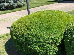 Bush Trimming by John Sanders for Dustin F. in Dayton, OH