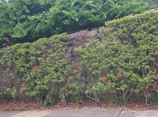 Bush Trimming by Ramon Flores for Charles S. in Houston, TX