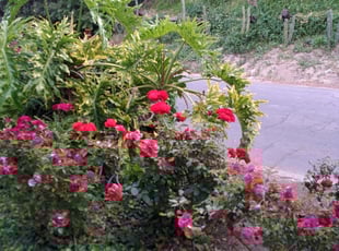 Weeding by John Hurtado for Catherine C. in Los Angeles, CA
