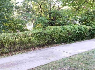 Bush Trimming by Christian Johnson for Tom O. in Kansas City, MO
