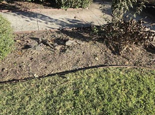 Weeding by Trey Stitt for Brett L. in Charlotte, NC