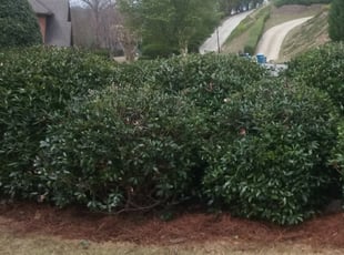 Bush Trimming by Avelino Alonso for Solomon P. in Duluth, GA