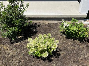 Weeding by Alexander Kauffman for Rachel F. in Indianapolis, IN