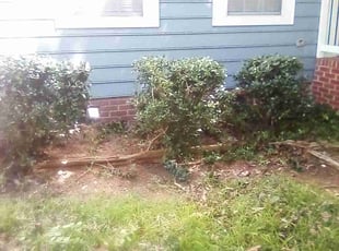 Bush Trimming by Xavier Monroe for Shana B. in Charlotte, NC