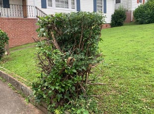 Bush Trimming by Brandon Cummings for Deneise W. in Atlanta, GA