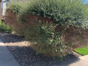 Bush Trimming by Garan Stalcup for Skyler B. in Colorado Springs, CO