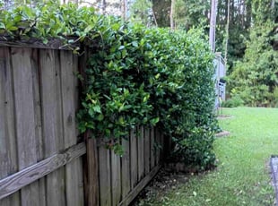 Bush Trimming by Michael Porcelli for Larry v. in Wilmington, NC