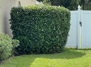 Bush Trimming by Douglas LaPrade for SCOTT M. in Kissimmee, FL