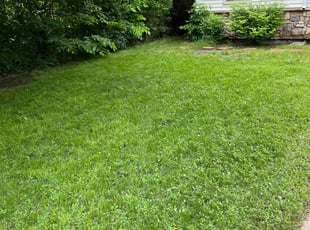 Cleanups by Tom Davis for Dani R. in Denver, CO