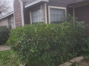 Bush Trimming by Greg Watson for Roslyn H. in Dallas, TX