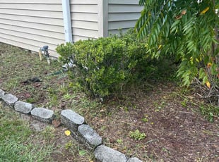 Bush Trimming by Efrain Marrero for Cihan C. in Lutz, FL