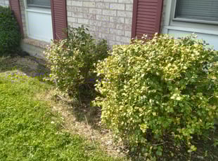 Bush Trimming by Cory Hignite for Kori E. in Lexington, KY