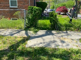 Bush Trimming by Norman Blanchard for Anita A. in Washington, DC