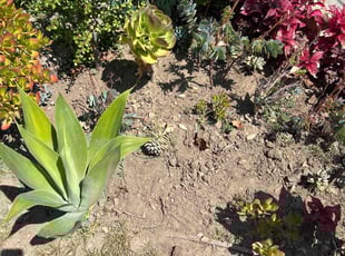 Weeding by Salvador Ruiz for Edith P. in Cerritos, CA