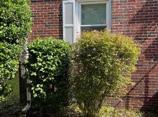Bush Trimming by Bryan Oren for Alexis D. in Norfolk, VA