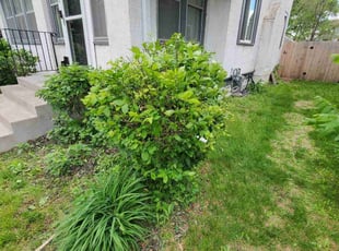 Bush Trimming by Anthony Allison for Michelle J. in Minneapolis, MN