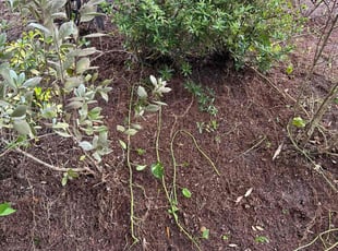 Leaf Removal by Harold Cummings for Debbie H. in West Melbourne, FL