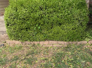 Bush Trimming by Phoeun Phal for Curtis H. in Wichita, KS