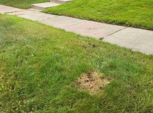 Leaf Removal by Albert Briscoe for Navid E. in Minneapolis, MN