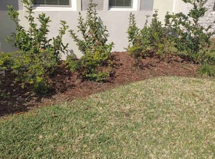 Weeding by Sharon Simoneaux for Michael G. in Sanford, FL