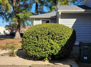 Bush Trimming by Mike Williams for Maurice N. in Richmond, VA