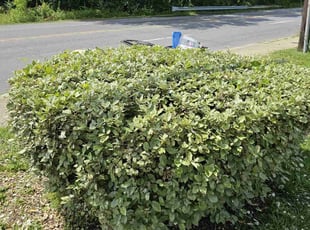 Bush Trimming by Artavius Clark for Mubo E. in Capitol Heights, MD