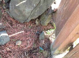 Weeding by William Bannan for Matt D. in Lake Stevens, WA