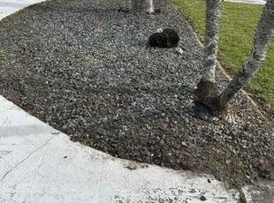Weeding by Timothy Holland for Kemi M. in Cape Coral, FL