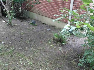 Weeding by Latoya Jackson for Bola S. in Springboro, OH