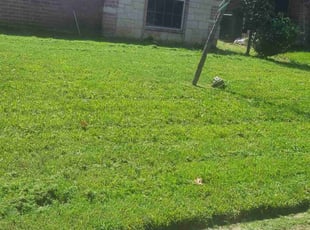 Bush Trimming by Teshna Esparza for Peter L. in Fort Worth, TX