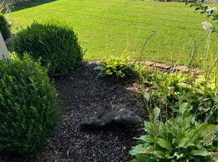 Weeding by Lauren Livingston for Mary Ann M. in Huntsville, AL