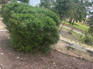 Bush Trimming by Jason Bernal for Patrick N. in Austin, TX