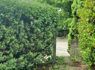 Bush Trimming by Joshua Bauer for Michael C. in Pittsburgh, PA