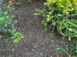 Weeding by Jason Scott for Tara P. in Germantown, MD
